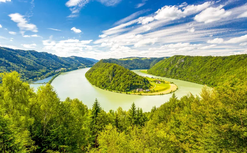 Donauschlinge in Schlögen
