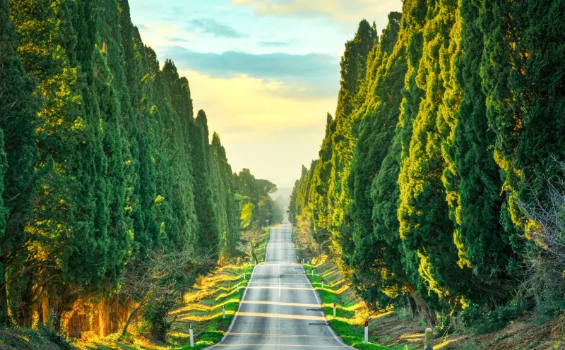 Bolgheri