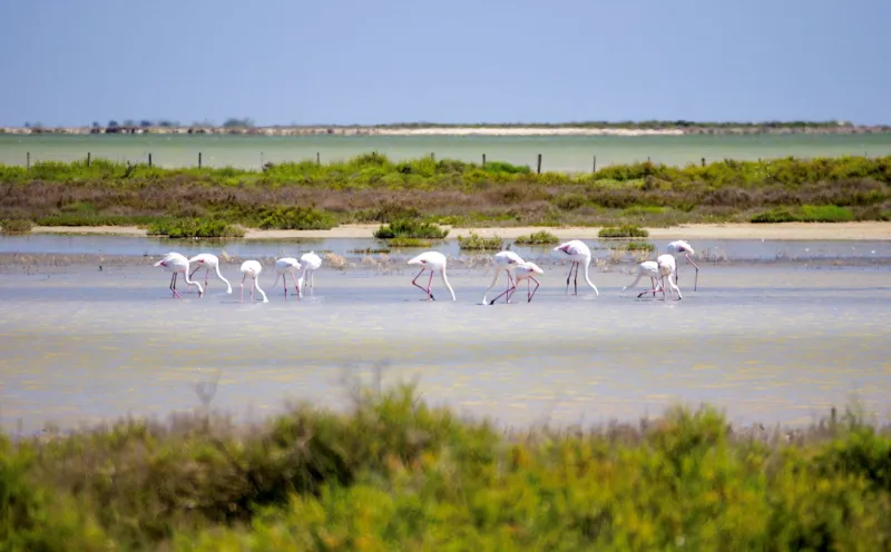 Flamingos, Carmargue