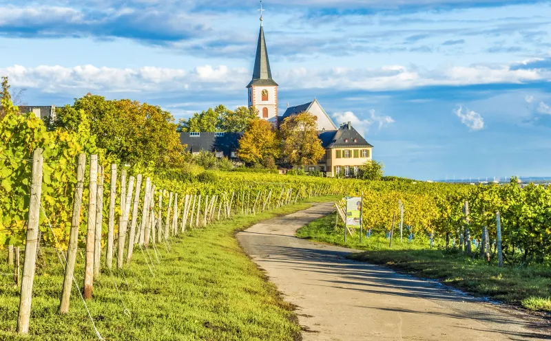 Kirche St. Peter und Paul, Hochheim, Weinberge