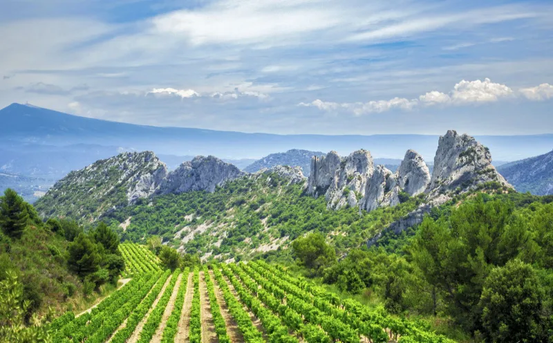 Weinbau am Mont Ventoux