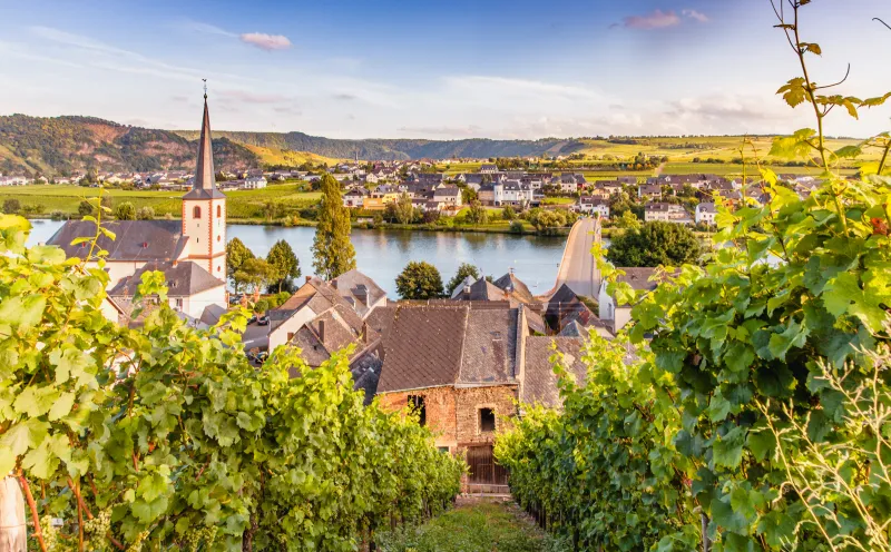 Piesport, Weinberge, Mosel