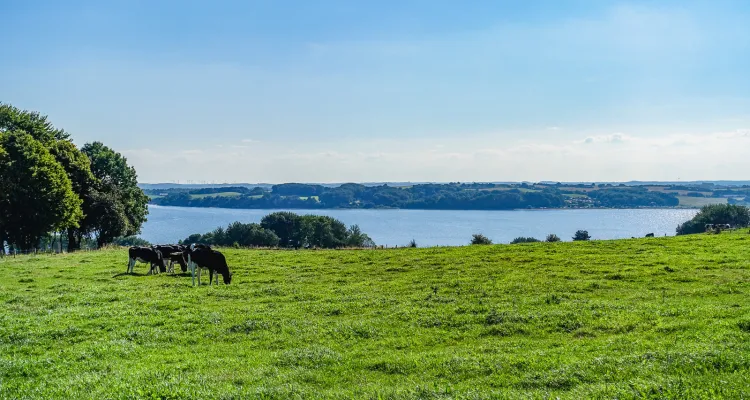 Dänemark, Landschaft, Kühe, Meer
