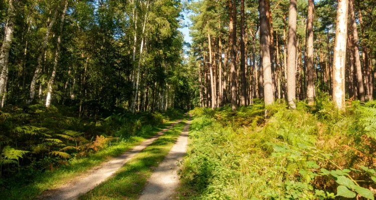 Radweg Rostocker Heide