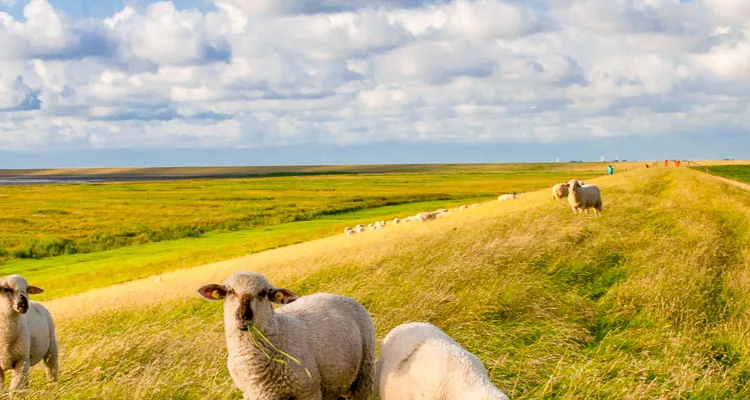 Radreisen in Ostfriesland