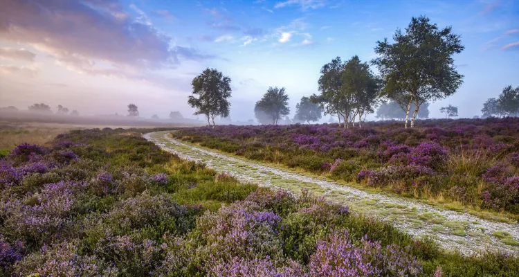 Dunwich Heath